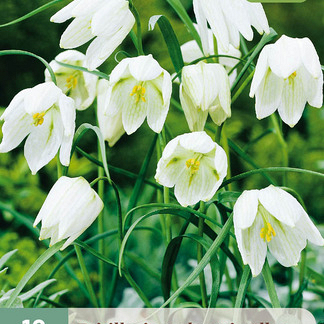X 10 FRITILLARIA MELEAGRIS ALBA 6/+