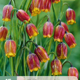 X 15 FRITILLARIA UVA VULPIS 6/7