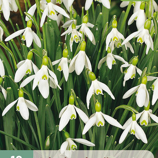 X 10 GALANTHUS ELWESII 5/6
