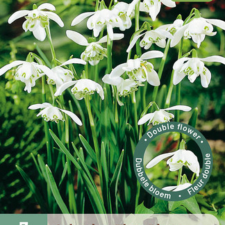 X   7 GALANTHUS FLORE PLENO 5/+