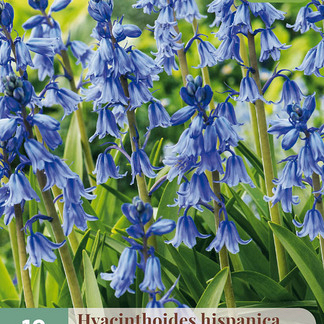 X 10 HYACINTHOIDES HISPANICA BLAUW 8/10
