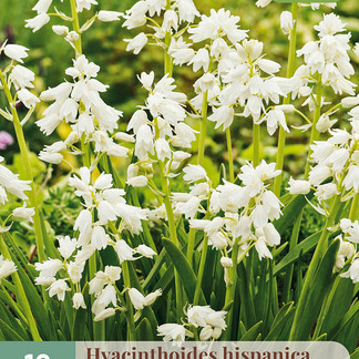 X 10 HYACINTHOIDES HISPANICA WIT 8/10