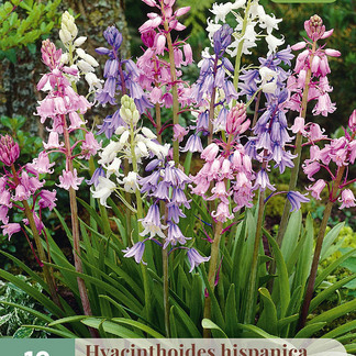 X 10 HYACINTHOIDES HISPANICA MIX 8/10