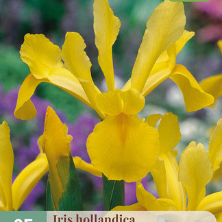 X 25 IRIS HOLLANDICA GEEL NJ 7/8