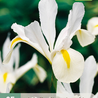 X 25 IRIS HOLLANDICA WIT NJ 7/8