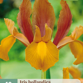 X 10 IRIS HOLLANDICA AUTUMN PRINCESS 7/8