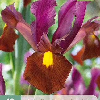 X 10 IRIS HOLLANDICA RED EMBER NJ 7/8