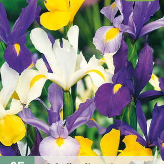 X 25 IRIS HOLLANDICA MIX NJ 7/8