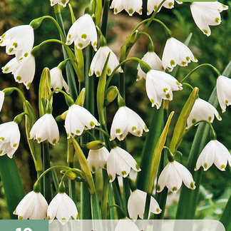 X 10 LEUCOJUM AESTIVUM 8/9