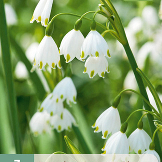 X   3 LEUCOJUM GRAVETYE GIANT 12/14