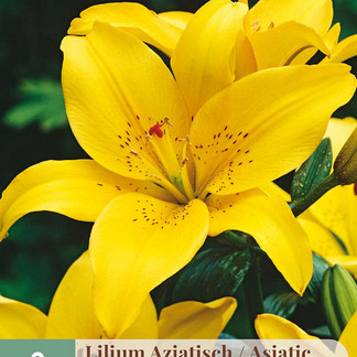 X   2 LILIUM AZIATISCH GEEL 16/18