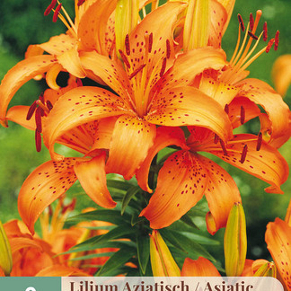 X   2 LILIUM AZIATISCH ORANJE 16/18