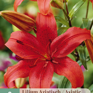 X   2 LILIUM AZIATISCH ROOD 16/18