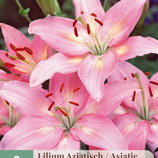 X   2 LILIUM AZIATISCH ROZE 16/18