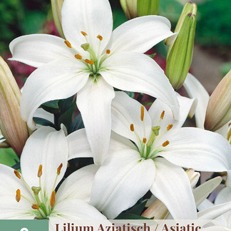 X   2 LILIUM AZIATISCH WIT 16/18