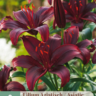 X   2 LILIUM AZIATISCH ZWART 16/18
