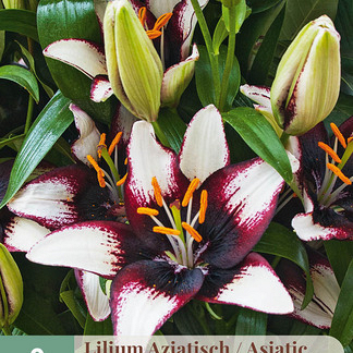 X   2 LILIUM AZIATISCH ZWART - WIT 16/18