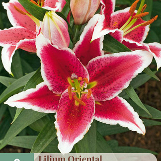 X   2 LILIUM ORIENTAL ROOD - WIT 16/18
