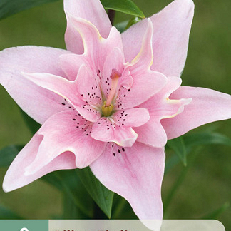X   2 LILIUM ELODIE 14/16