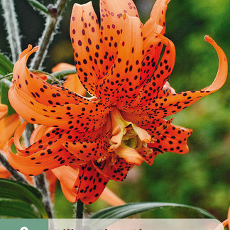 X   2 LILIUM FLORE PLENO 14/16