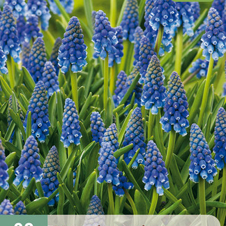X 20 MUSCARI ARMENIACUM 8/9
