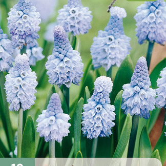 X 10 MUSCARI AZUREUM 6/+