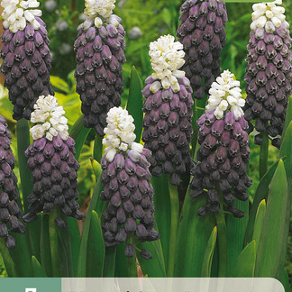 X   7 MUSCARI GRAPE ICE 5/+