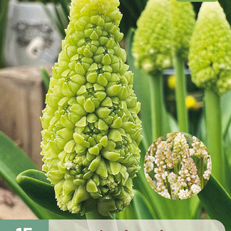 X 15 MUSCARI LADY MADONNA 7/8