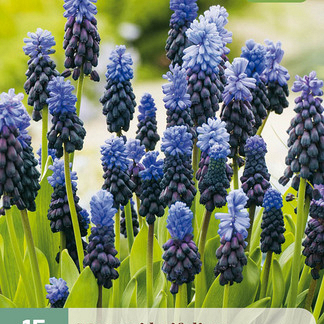 X 15 MUSCARI LATIFOLIUM 6/+