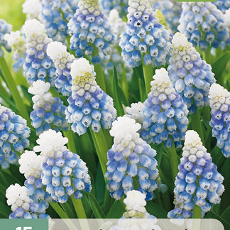 X 15 MUSCARI MOUNTAIN LADY 7/8