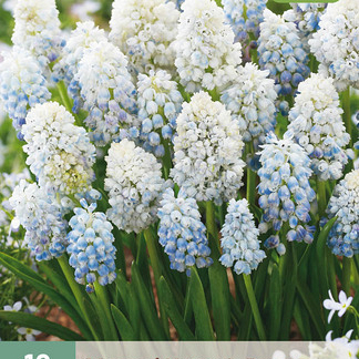X 10 MUSCARI NATURES BEAUTY 8/9