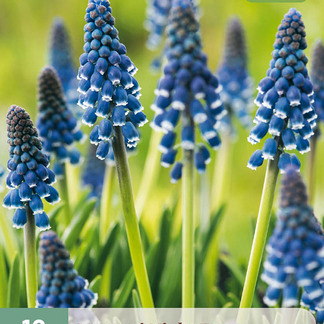 X 10 MUSCARI NIGHT EYES 7/8