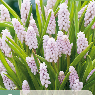 X   3 MUSCARI PINK SUNRISE 5/+