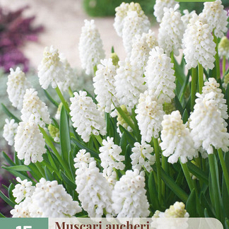 X 15 MUSCARI WHITE MAGIC 7/8
