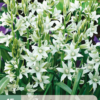 X 15 ORNITHOGALUM NUTANS  6/+