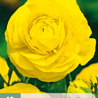 X 10 RANUNCULUS GEEL 6/7