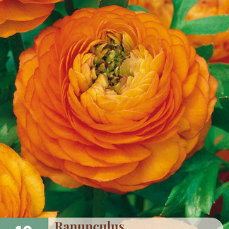 X 10 RANUNCULUS ORANJE 6/7