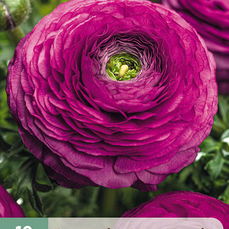 X 10 RANUNCULUS PAARS 6/7
