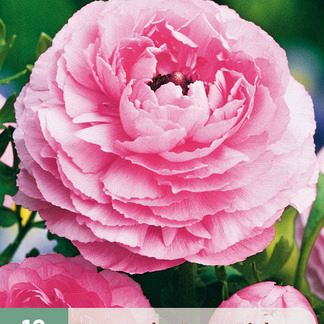 X 10 RANUNCULUS ROZE 6/7