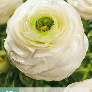 X 10 RANUNCULUS WIT 6/7