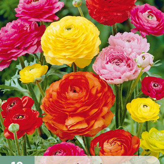 X 10 RANUNCULUS MIX 6/7
