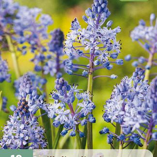 X 10 SCILLA LITARDIEREI 6/+