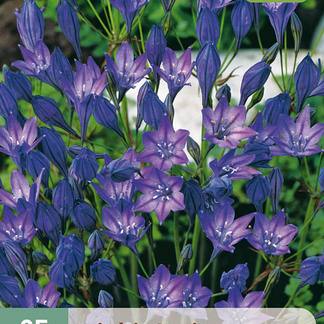 X 25 TRITELEIA CORRINA NJ 5/6