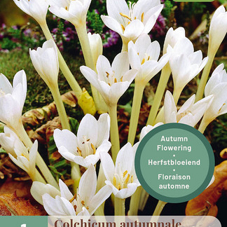 X   1 COLCHICUM AUTUMNALE ALBUM 13/+