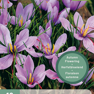 X 10 CROCUS SATIVUS 8/9