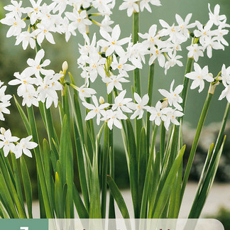X   3 POTNARCIS PAPERWHITE 15/16