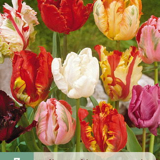 X   7 TULIPA PARKIET MIX 11/12