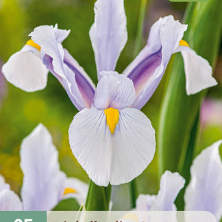 X 25 IRIS HOLLANDICA CARMEN 7/8