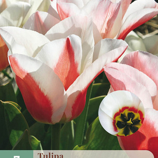 X   7 TULIPA WILLEM VAN DEN AKKER 11/12