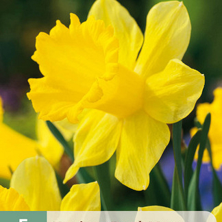X   5 NARCISSUS DUTCH MASTER 12/14